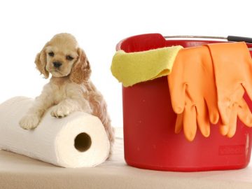 kā suņa īpašniekam saglabāt tīru māju