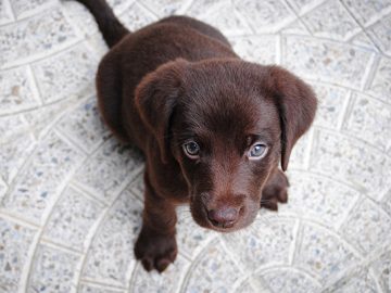 Suņi uztver to ko tu tiem saki