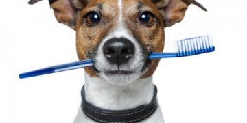kāpēc ir svarīgi tīrīt suņu zobus