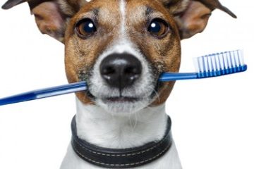 kāpēc ir svarīgi tīrīt suņu zobus