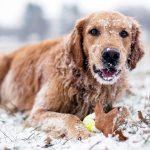 Četri veidi, kā palīdzēt savam sunim ziemas mēnešos