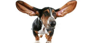 kā pareizi tīrīt suņa ausis