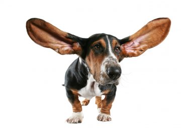 kā pareizi tīrīt suņa ausis