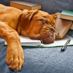 Desmit soļi, kā izaudzināt ideālu suni