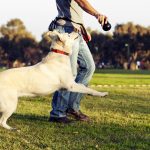 Četras lietas, ko nedarīt, mācot kucēnam nekost