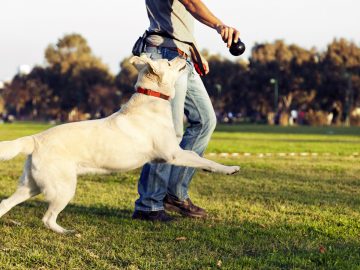 lietas, ko nedarīt mācot kucēnam nekost