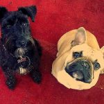 Atrodi savu ideālo šķirnes suni. Šnaucers vai franču buldogs?