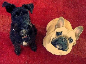 šnaucers vai franču buldogs