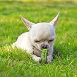 Zaļumi, kas ir veselīgi tavam sunim