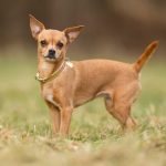 Čivava - šķirnes apraksts