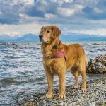 Zeltainais retrīvers - Šķirnes apraksts