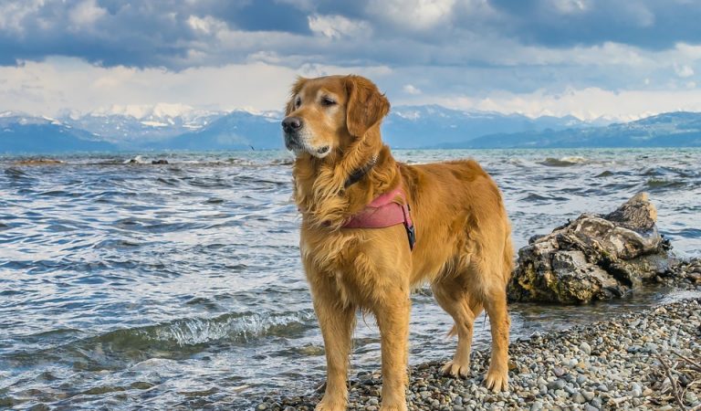 Zeltainais retrīvers – Šķirnes apraksts