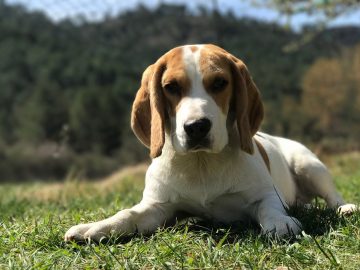 bīgls - šķirnes apraksts