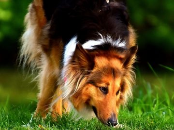 kollijs suns šķirnes apraksts