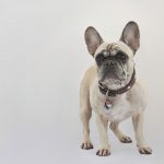 Franču Buldogs