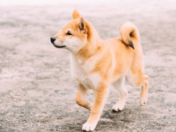 šiba inu