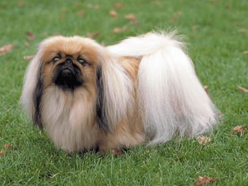 pekinietis suņu šķirnes kucēns