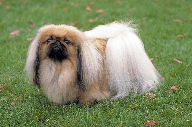 pekinietis suns