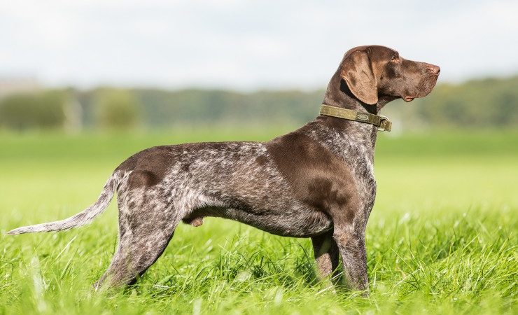 Vācu īsspalvainais putnusuns