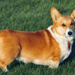 Velsas Korgijs Pembroks