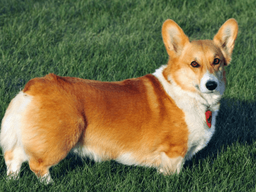 Velsas Korgijs Pembroks suņu šķirne