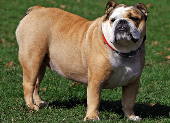 angļu buldogs