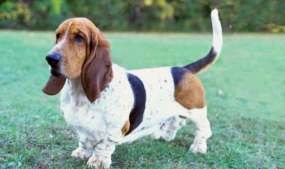 basets suņu šķirne