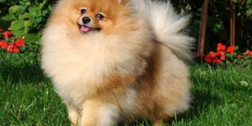 punduršpica kucēns