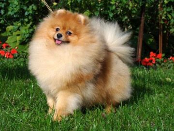 punduršpica kucēns