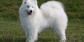 samojeds šķirne
