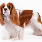 Kavaliera Kinga Čārlza spaniels