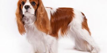 Kavaliera Kinga čārlza spaniels