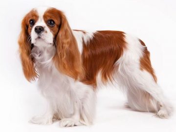 Kavaliera Kinga čārlza spaniels