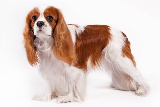 Kavaliera Kinga čārlza spaniels