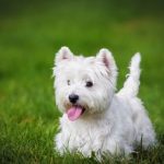 Vesthailendas baltais terjers