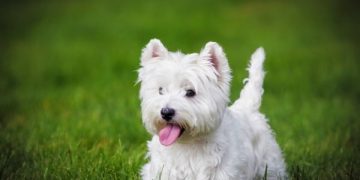 Vesthailendas baltais terjers