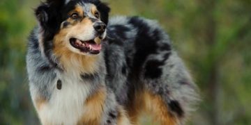 australijas aitu suns