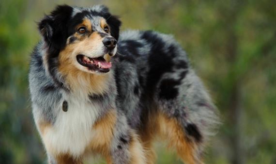 Austrālijas aitu suns