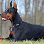 Dobermanis