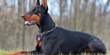 dobermanis