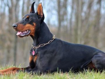 dobermanis