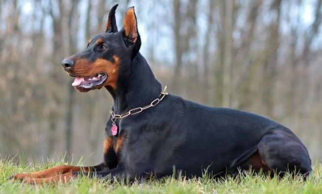 dobermanis