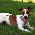 Džeka Rasela terjers