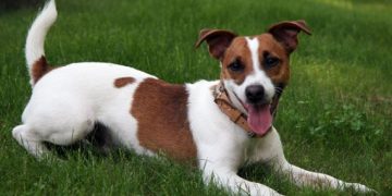 džeka rassela terjers