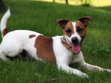 džeka rassela terjers