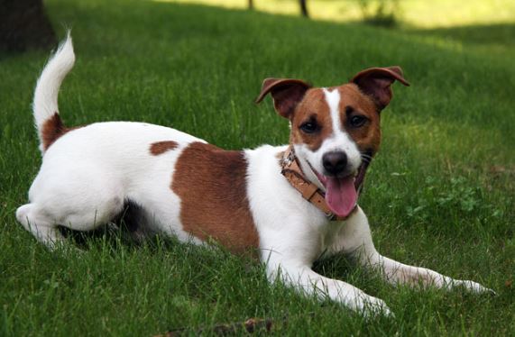 džeka rassela terjers