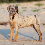 Katahulas leopardsuns