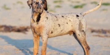 katahulas leopardsuns