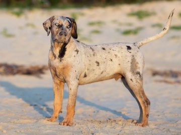 katahulas leopardsuns