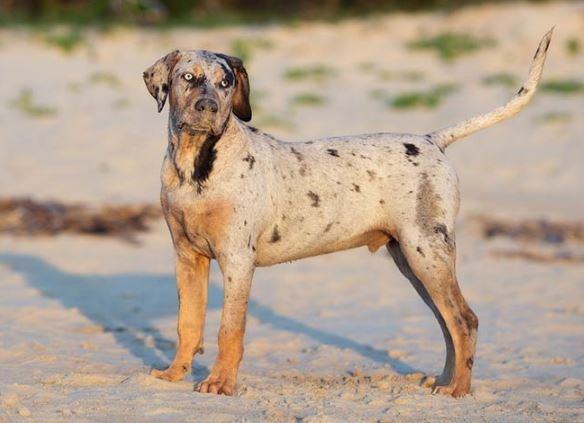 katahulas leopardsuns